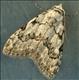 2078 Least Black Arches